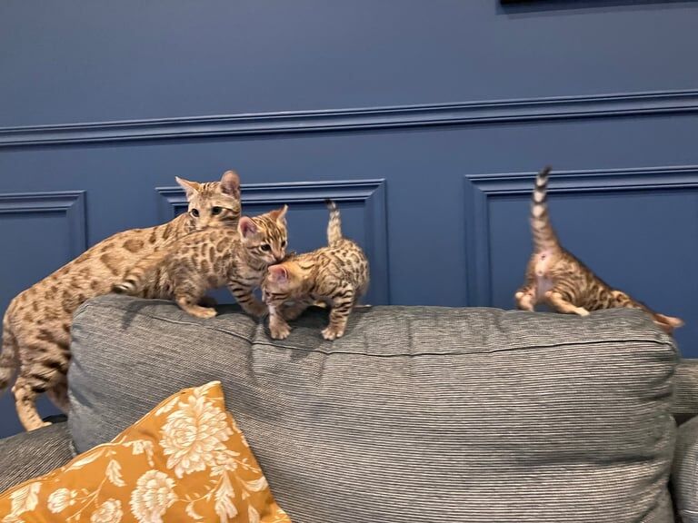 Bengal kittens for sale in Cairndow / An Cárn Dubh, Argyll and Bute – 7 weeks old - Image 2 of 3