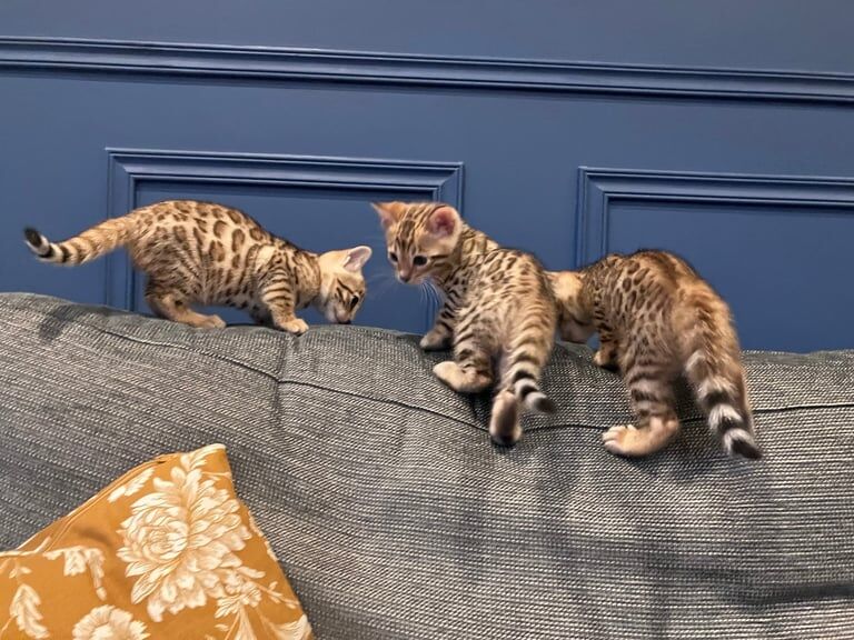 Bengal kittens for sale in Cairndow / An Cárn Dubh, Argyll and Bute – 7 weeks old - Image 3 of 3