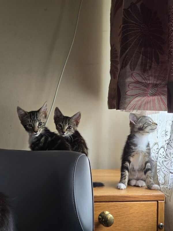 Bengal kittens for sale in Harrow, Greater London – 8 weeks old
