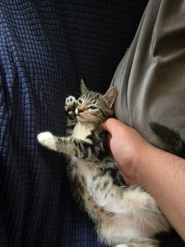 Bengal kittens for sale in Harrow, Greater London – 8 weeks old - Image 2 of 3
