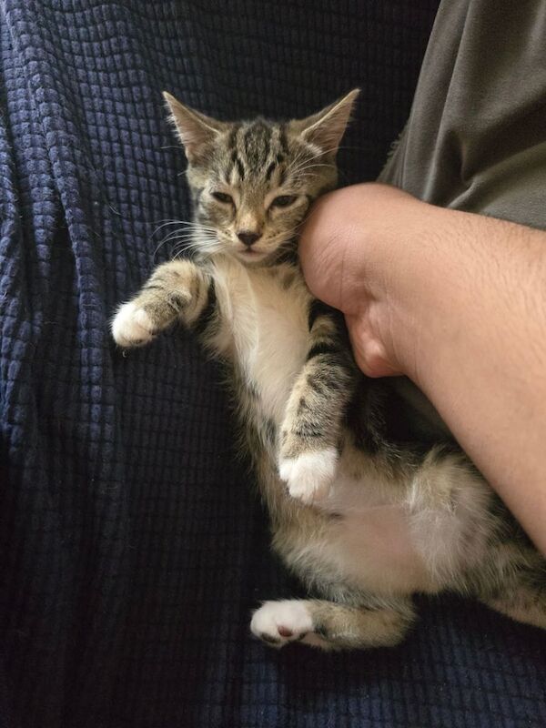 Bengal kittens for sale in Harrow, Greater London – 8 weeks old - Image 3 of 3