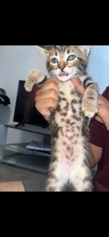 Bengal kittens for sale in Barking, Greater London – 9 weeks old
