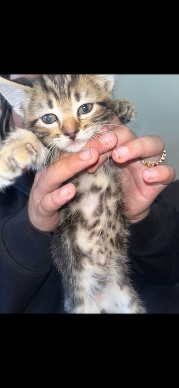 Bengal kittens for sale in Barking, Greater London – 9 weeks old - Image 2 of 3