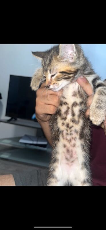 Bengal kittens for sale in Barking, Greater London – 9 weeks old - Image 3 of 3