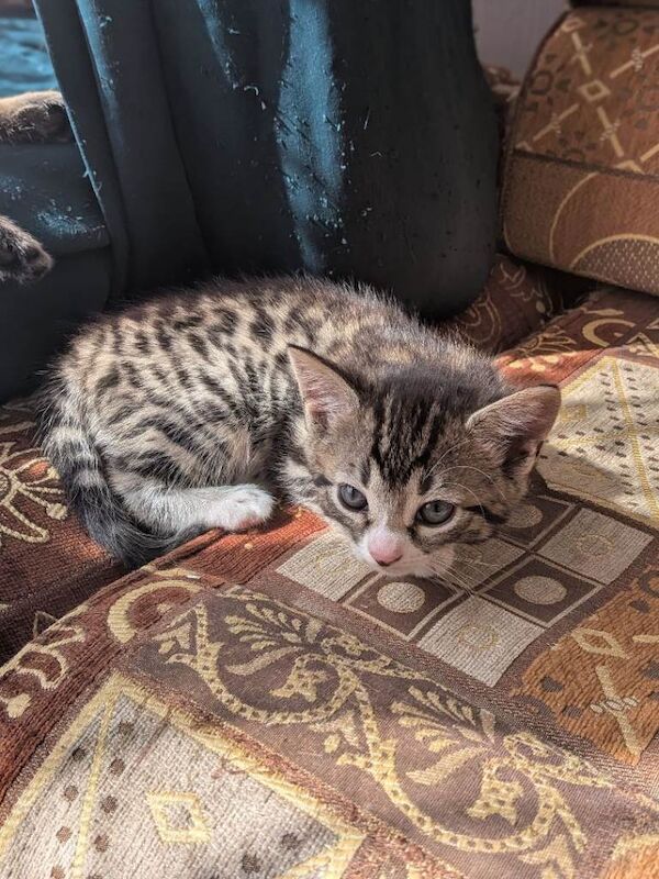 Bengal Kittens For Sale