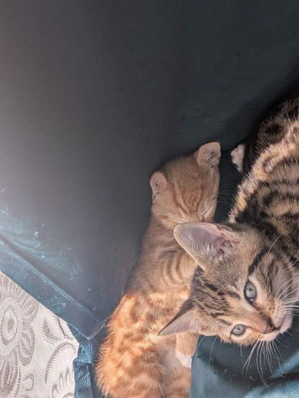 Bengal kittens for sale - Image 2 of 5