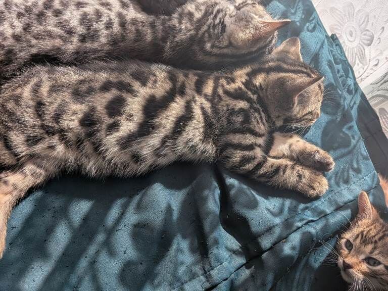 Bengal kittens for sale - Image 3 of 5