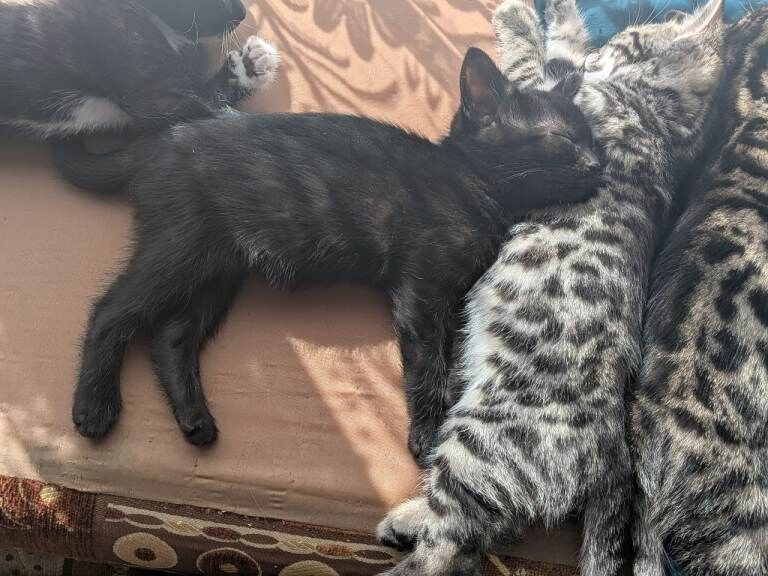 Bengal kittens for sale - Image 4 of 5