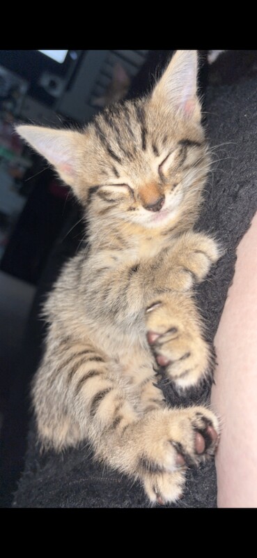 Bengal kittens for sale