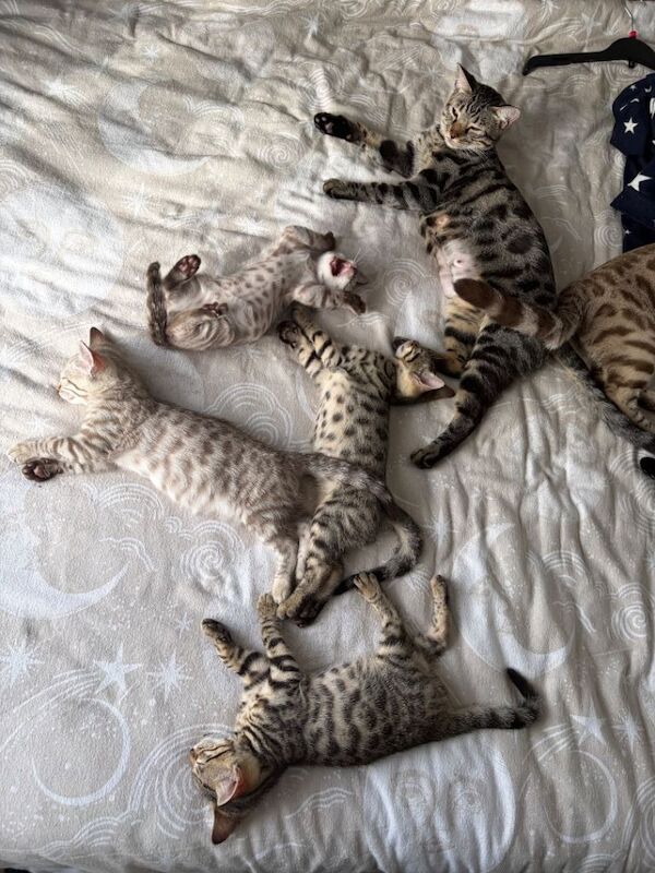 Bengal kittens for sale