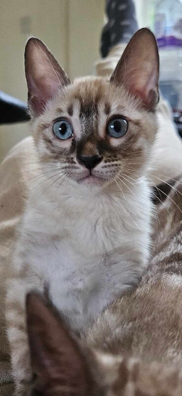 Bengal Kittens For Sale 🐾 for sale in Norfolk | Image 2