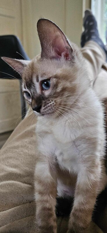 Bengal Kittens For Sale 🐾 for sale in Norfolk | Image 3
