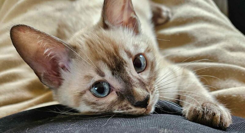 Bengal Kittens For Sale 🐾 for sale in Norfolk | Image 4