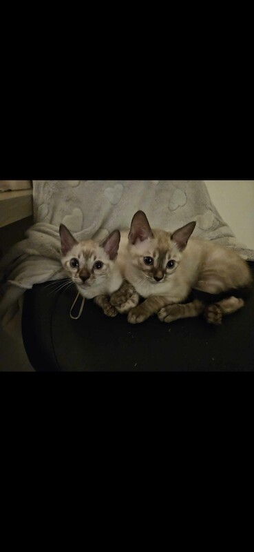Bengal kittens for sale in Norfolk – 1 year old - Image 5 of 10