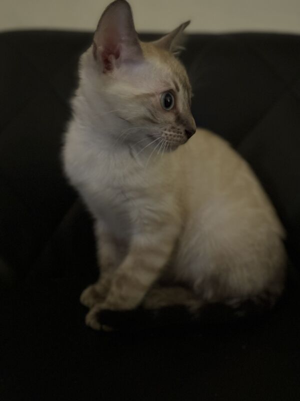 Bengal kittens for sale in Norfolk – 1 year old - Image 7 of 10