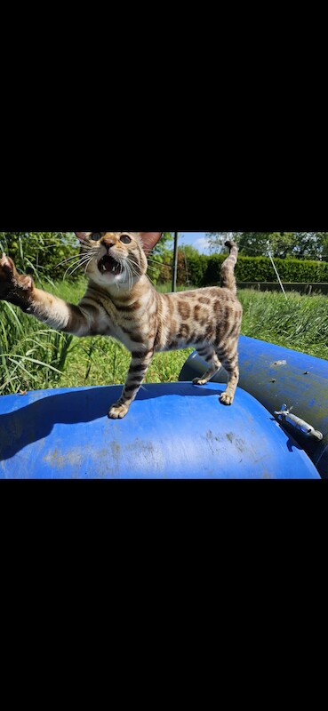 Bengal kittens for sale in Norfolk – 1 year old - Image 9 of 10