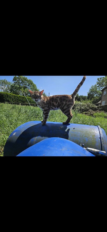 Bengal kittens for sale in Norfolk – 1 year old - Image 10 of 10