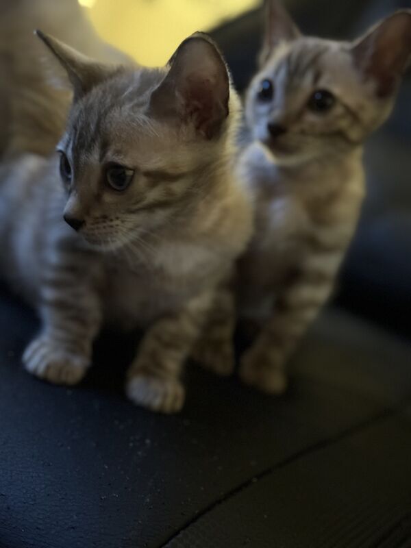 Bengal Kittens For Sale in Cambridgeshire | Image 2