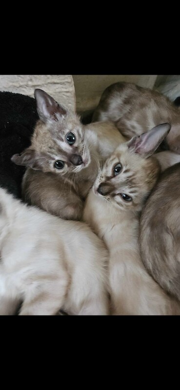 Bengal Kittens For Sale in Cambridgeshire | Image 3