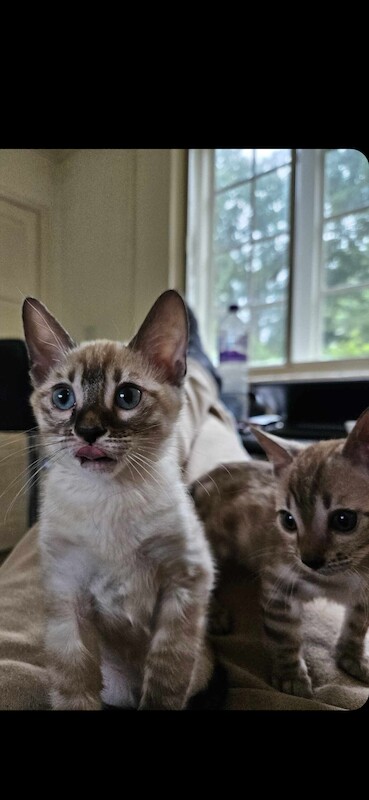 Bengal Kittens For Sale in Cambridgeshire | Image 4