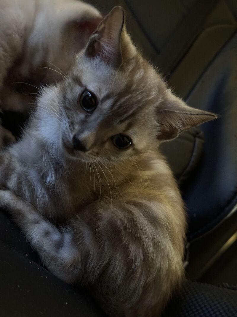 Bengal kittens for sale in Cambridgeshire – 1 year old - Image 5 of 9