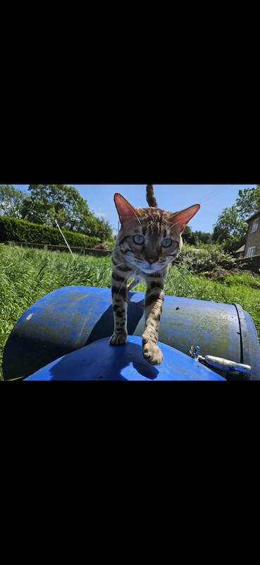 Bengal kittens for sale in Cambridgeshire – 1 year old - Image 6 of 9