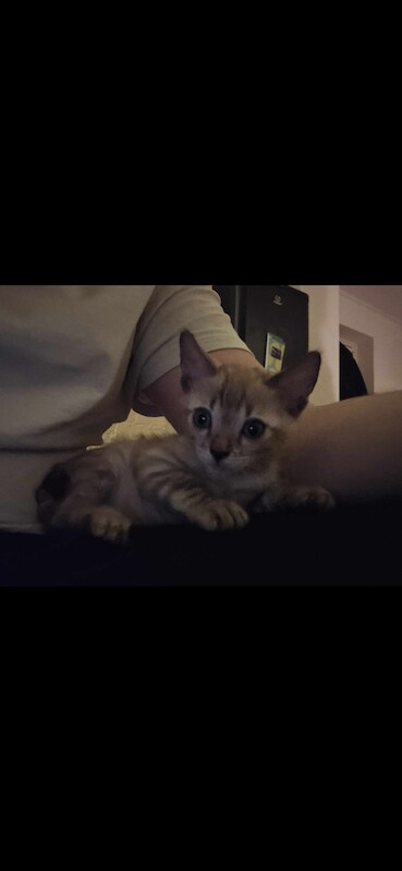 Bengal kittens for sale in Cambridgeshire – 1 year old - Image 8 of 9