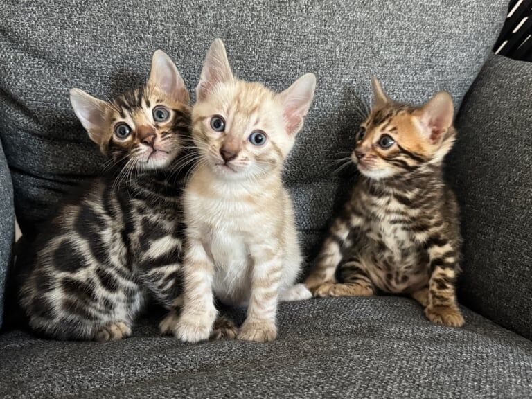 🌟 Bengal Kittens for Sale – Ready in 3 Weeks! 🌟 for sale in Perth, Perth and Kinross