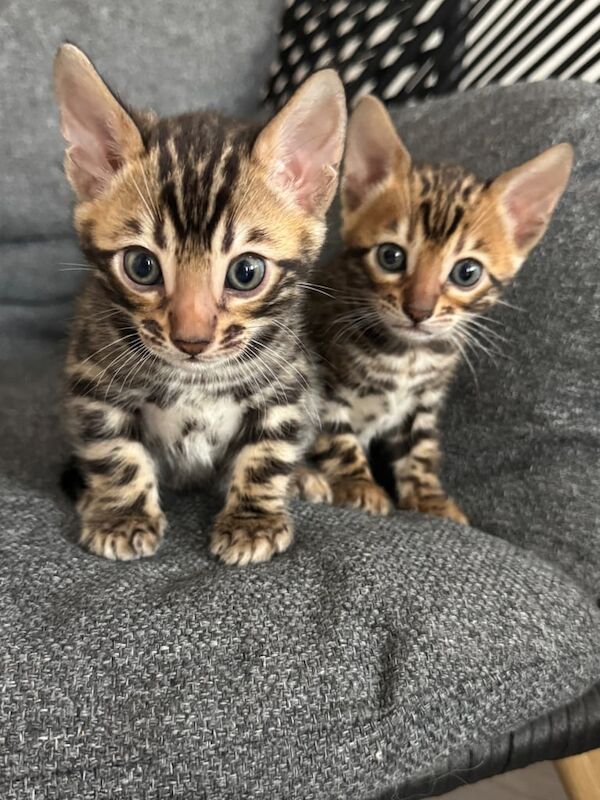 🌟 Bengal Kittens for Sale – Ready in 3 Weeks! 🌟 for sale in Perth, Perth and Kinross | Image 2