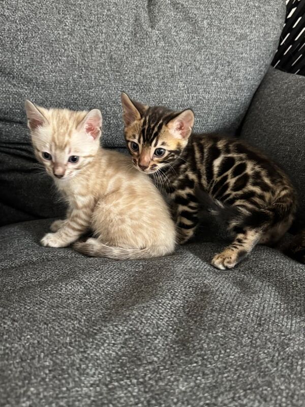 🌟 Bengal Kittens for Sale – Ready in 3 Weeks! 🌟 for sale in Perth, Perth and Kinross | Image 3