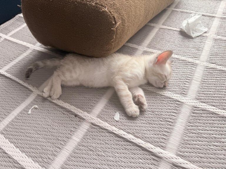 Bengal kittens for sale in Putney, Greater London – 6 weeks old