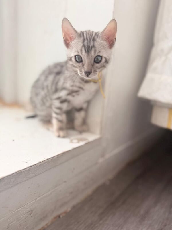 Bengal kittens for sale in Putney, Greater London – 6 weeks old - Image 2 of 3