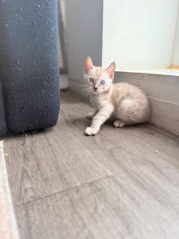 Bengal kittens for sale in Putney, Greater London – 6 weeks old - Image 3 of 3