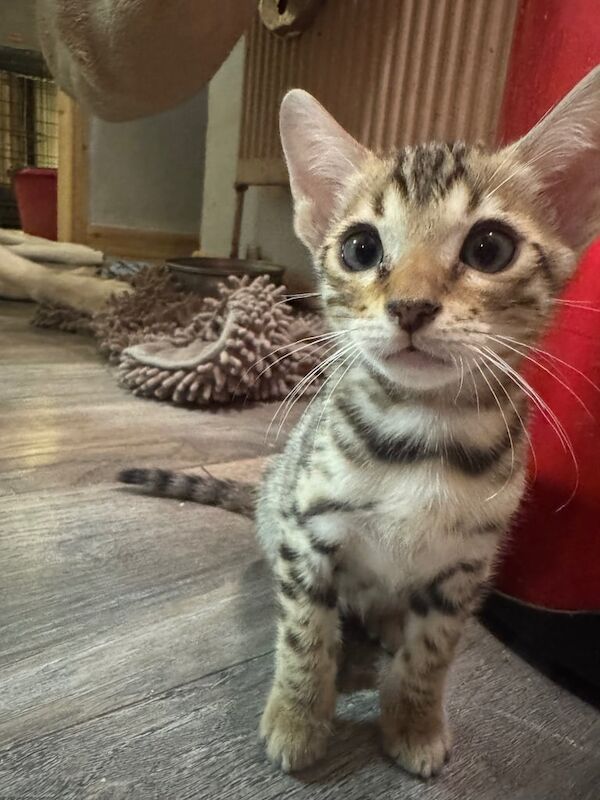 Bengal kittens for sale in Bexleyheath, Greater London – 9 weeks old