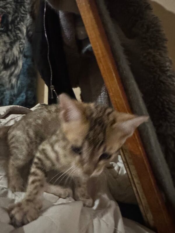 Bengal kittens for sale in Bexleyheath, Greater London – 9 weeks old - Image 2 of 3