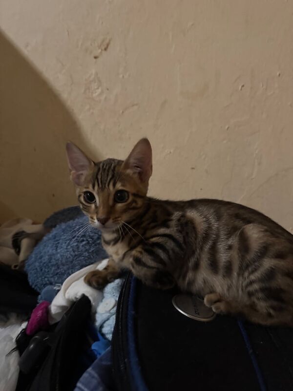 Bengal kittens for sale in Bexleyheath, Greater London – 9 weeks old - Image 3 of 3
