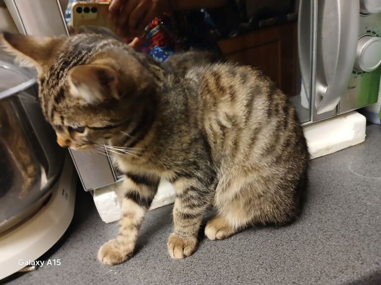 Bengal kittens for sale in Little Hulton, Greater Manchester – 8 weeks old