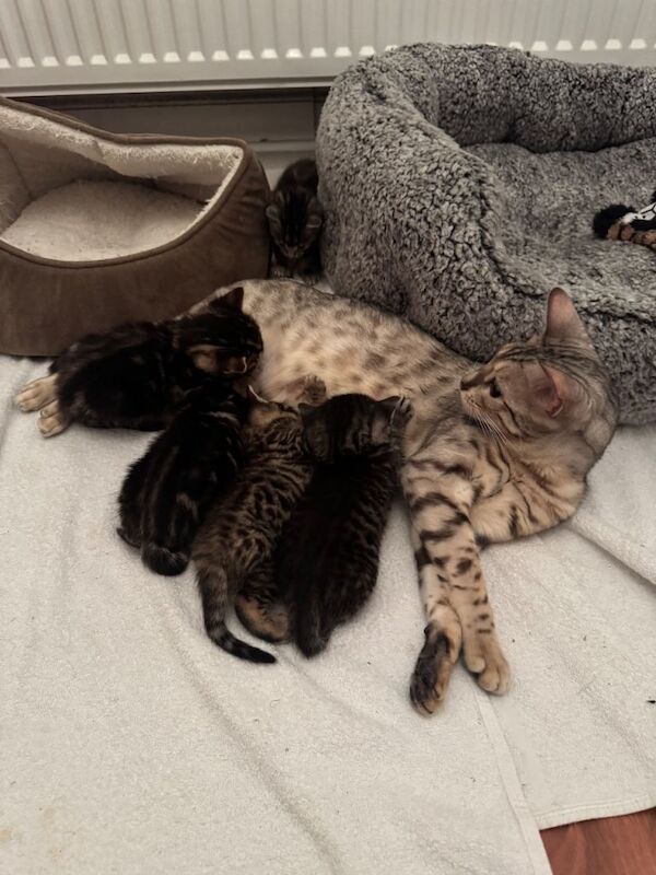 Bengal kittens for sale in Manchester, Greater Manchester – 8 weeks old