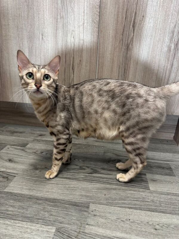 Bengal kittens for sale in Manchester, Greater Manchester – 5 weeks old - Image 2 of 6