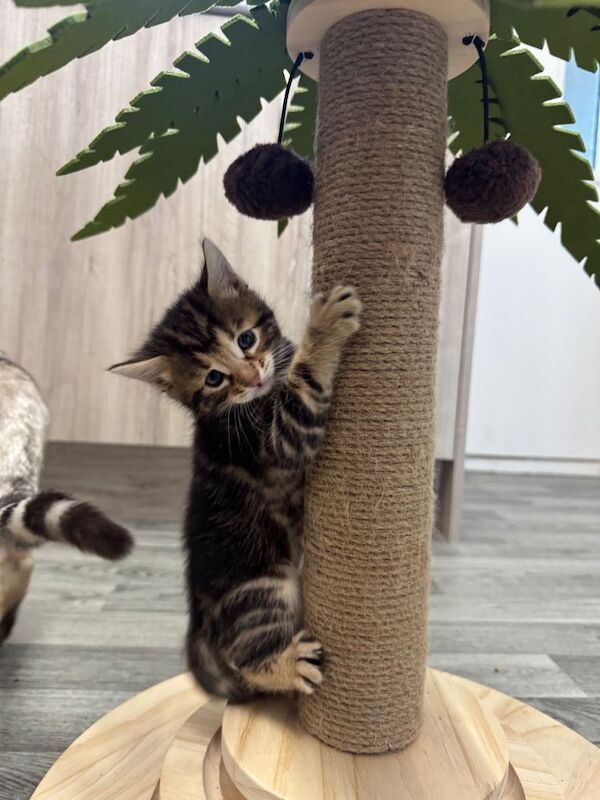 Bengal kittens for sale in Manchester, Greater Manchester – 5 weeks old - Image 3 of 6