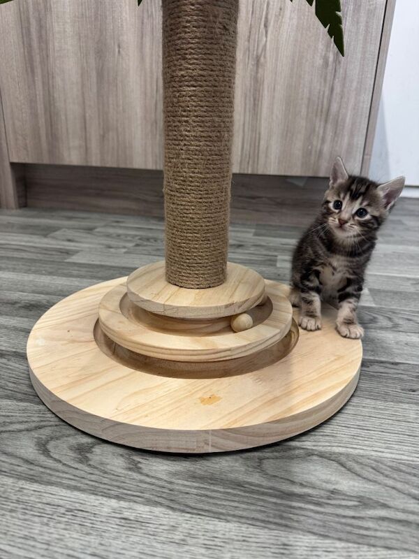 Bengal kittens for sale in Manchester, Greater Manchester – 5 weeks old - Image 5 of 6