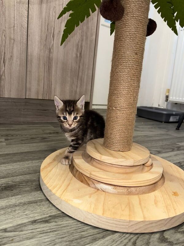 Bengal kittens for sale in Manchester, Greater Manchester – 5 weeks old - Image 6 of 6
