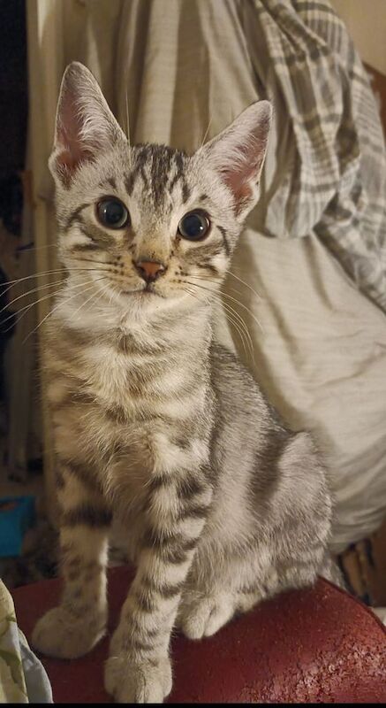 Bengal kittens for sale in Bootle, Merseyside – 9 weeks old