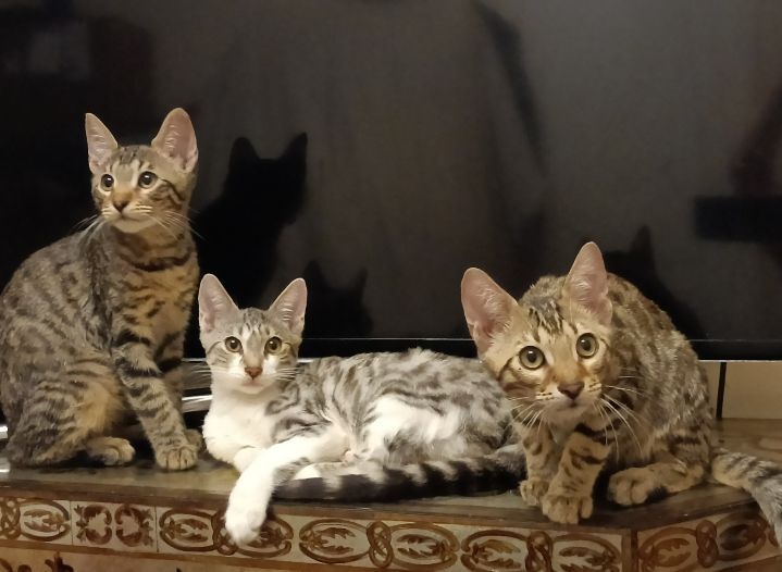 Bengal kittens for sale in Bootle, Merseyside – 9 weeks old - Image 3 of 3