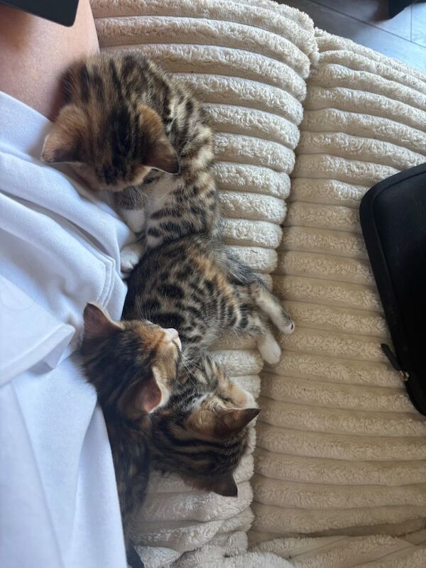 Bengal kittens ready 2 weeks today - Image 2 of 6