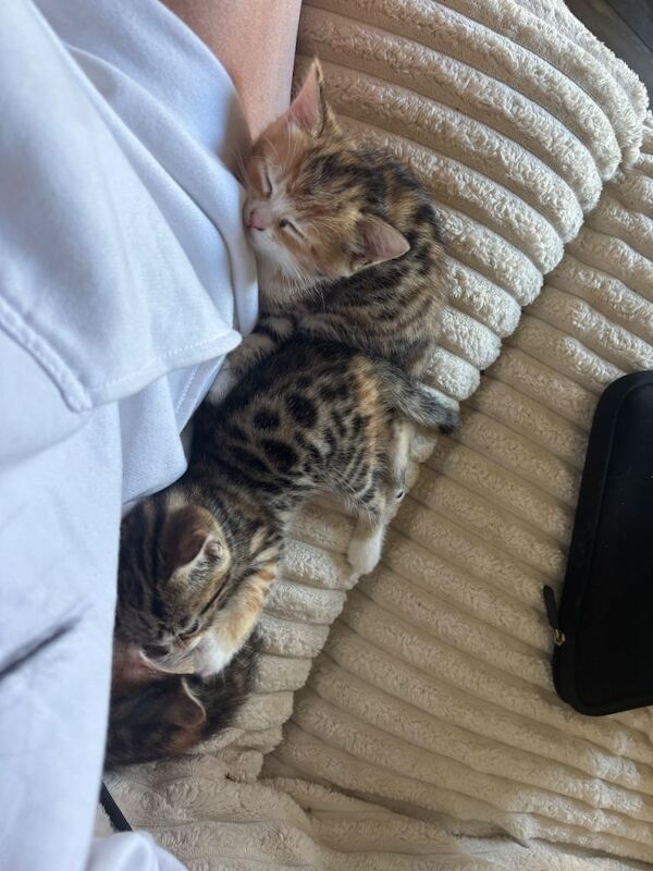 Bengal kittens ready 2 weeks today - Image 3 of 6