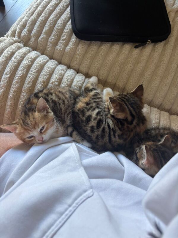 Bengal kittens ready 2 weeks today - Image 4 of 6