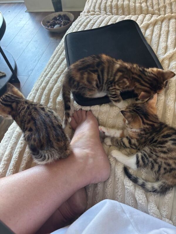 Bengal kittens ready 2 weeks today - Image 5 of 6