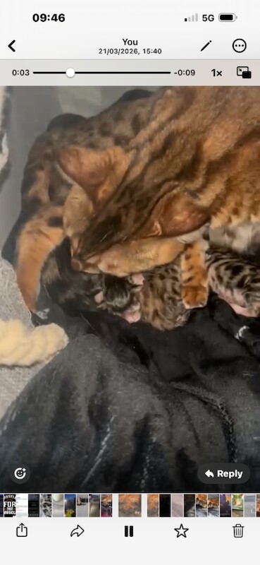 Bengal kittens ready 2 weeks today - Image 6 of 6
