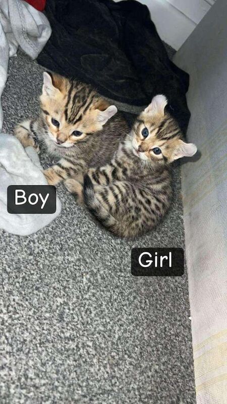 Bengal Kittens For Sale